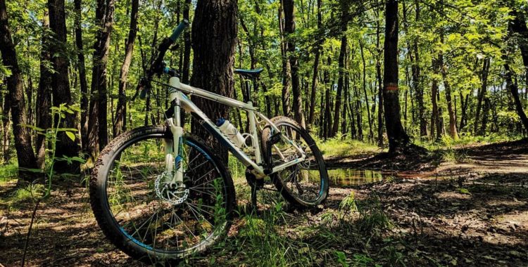 a bicycle leaning against a tree in a wooded area