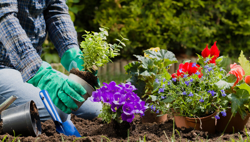 a close up of a flower garden