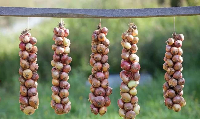 a bunch of food sitting on top of a grass covered field