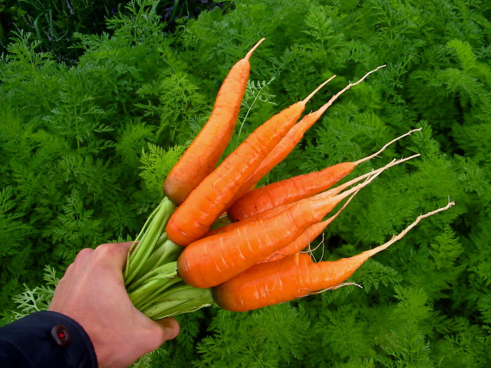 Legume